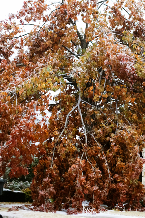 Dallas Wedding Photographers - K & S Photography